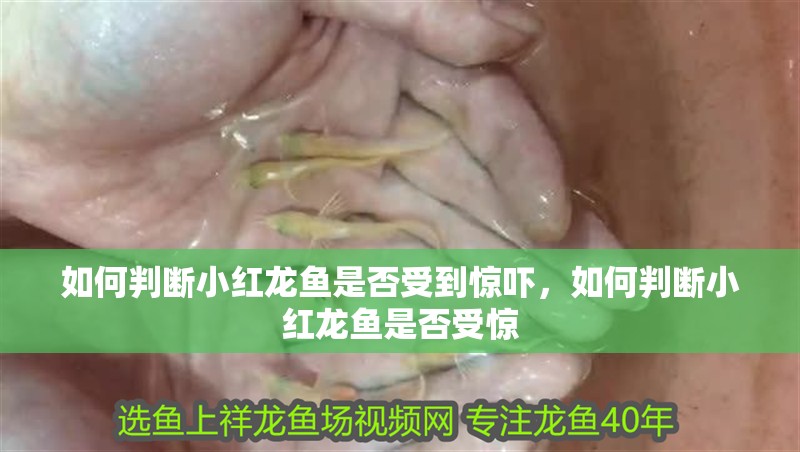 如何判斷小紅龍魚是否受到驚嚇，如何判斷小紅龍魚是否受驚