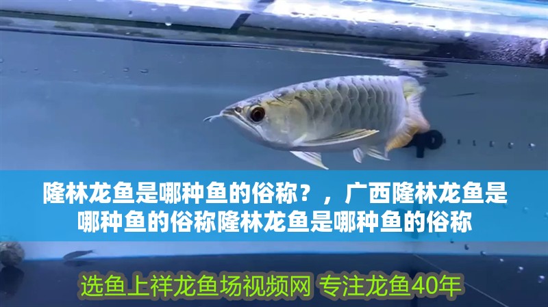 隆林龍魚是哪種魚的俗稱?,廣西隆林龍魚是哪種魚的俗稱隆林龍魚是哪種魚的俗稱