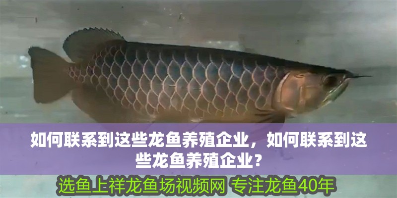 如何聯系到這些龍魚養殖企業,如何聯系到這些龍魚養殖企業?