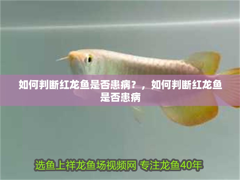如何判斷紅龍魚是否患病？，如何判斷紅龍魚是否患病