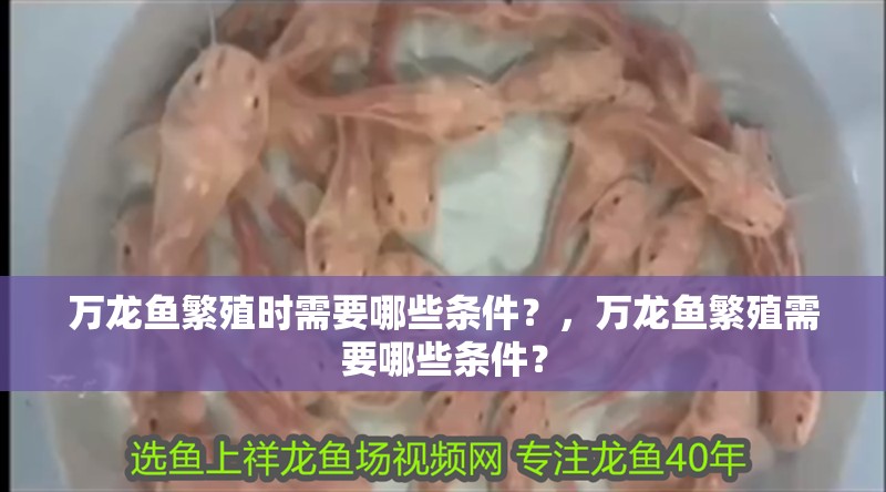 萬龍魚繁殖時需要哪些條件？，萬龍魚繁殖需要哪些條件？