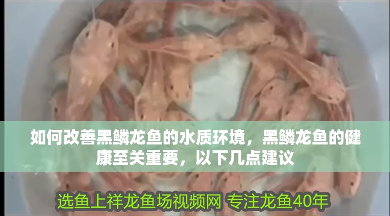 如何改善黑鱗龍魚的水質環境，黑鱗龍魚的健康至關重要，以下幾點建議