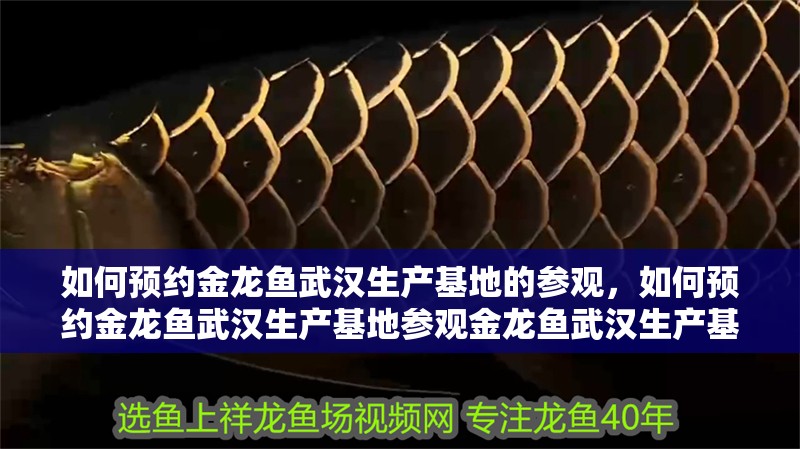 如何預約金龍魚武漢生產基地的參觀，如何預約金龍魚武漢生產基地參觀金龍魚武漢生產基地