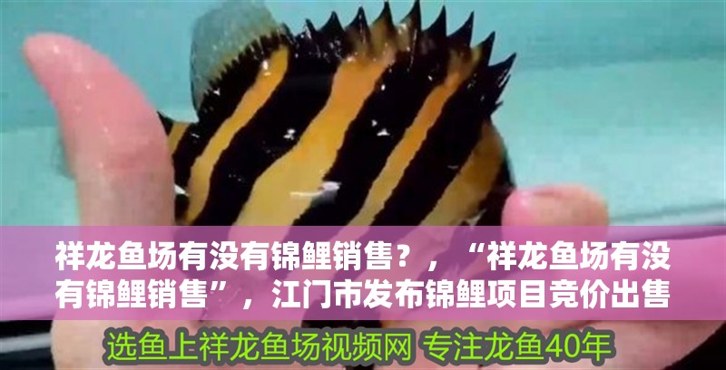 祥龍魚場有沒有錦鯉銷售？，“祥龍魚場有沒有錦鯉銷售”，江門市發布錦鯉項目競價出售項目
