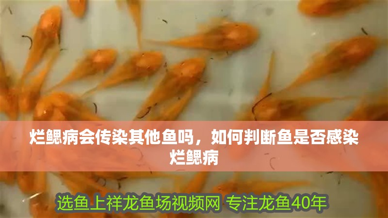 爛鰓病會傳染其他魚嗎，如何判斷魚是否感染爛鰓病