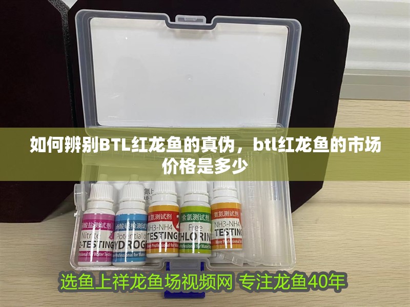 如何辨別BTL紅龍魚的真偽，btl紅龍魚的市場價格是多少