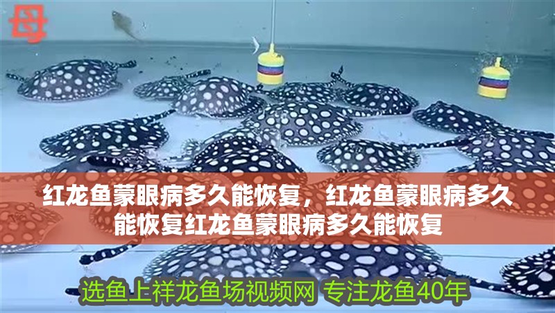 紅龍魚蒙眼病多久能恢復，紅龍魚蒙眼病多久能恢復紅龍魚蒙眼病多久能恢復