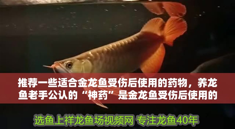 推薦一些適合金龍魚受傷后使用的藥物，養龍魚老手公認的“神藥”是金龍魚受傷后使用的優先級順序