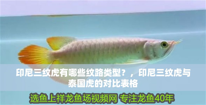 印尼三紋虎有哪些紋路類型？，印尼三紋虎與泰國虎的對比表格