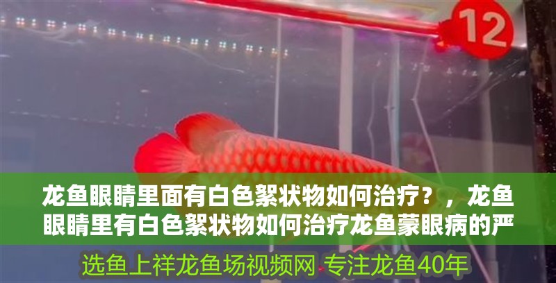 龍魚眼睛里面有白色絮狀物如何治療？，龍魚眼睛里有白色絮狀物如何治療龍魚蒙眼病的嚴重程度