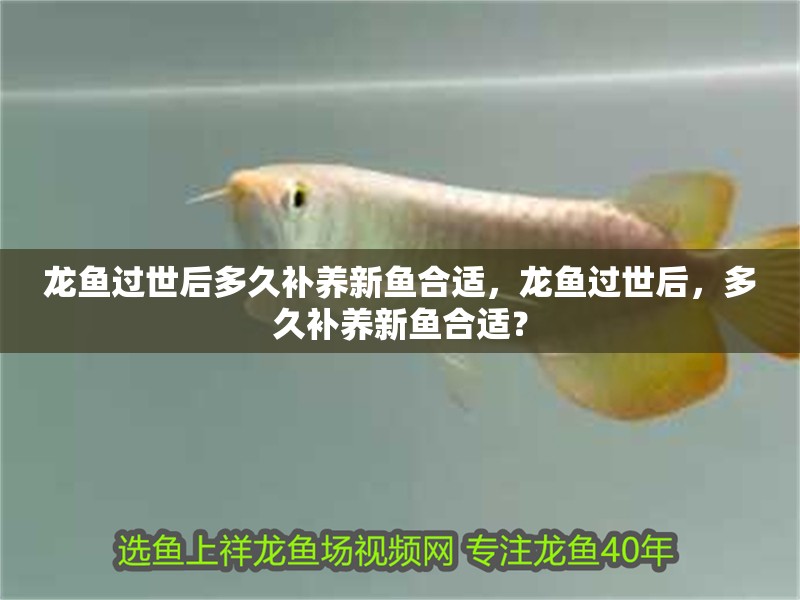 龍魚過世后多久補養新魚合適，龍魚過世后，多久補養新魚合適？