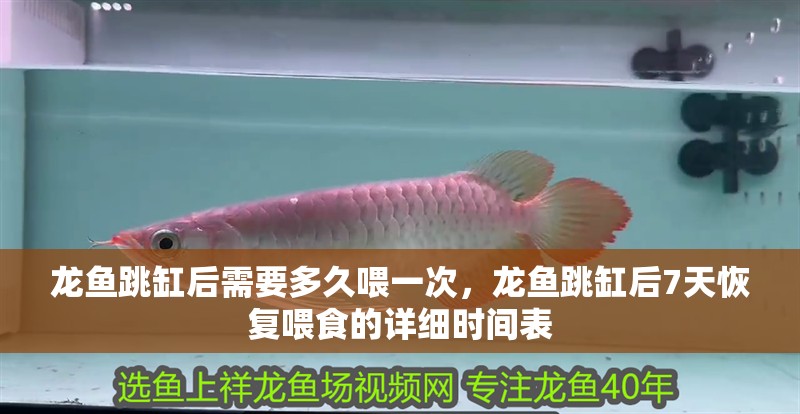 龍魚跳缸后需要多久喂一次，龍魚跳缸后7天恢復(fù)喂食的詳細(xì)時間表