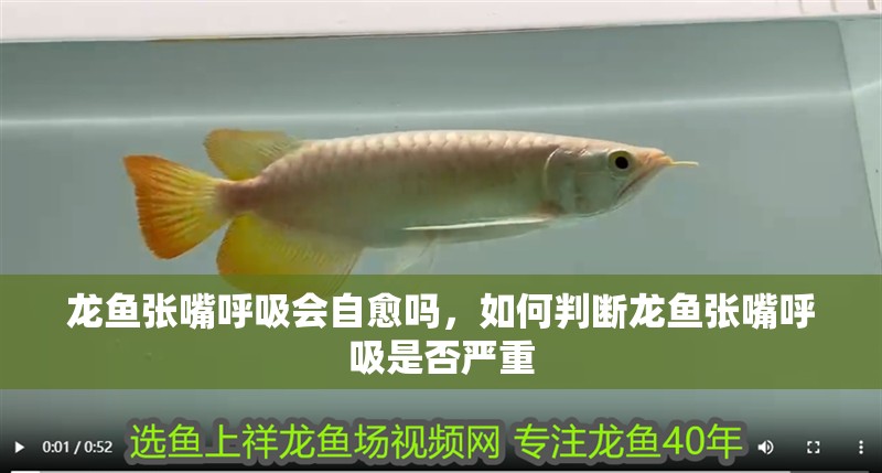 龍魚張嘴呼吸會自愈嗎，如何判斷龍魚張嘴呼吸是否嚴重