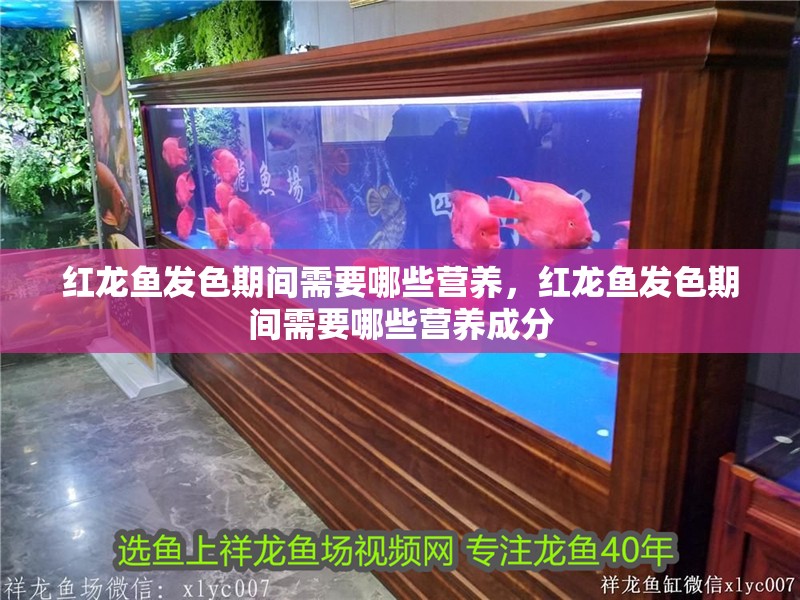 紅龍魚發(fā)色期間需要哪些營養(yǎng)，紅龍魚發(fā)色期間需要哪些營養(yǎng)成分