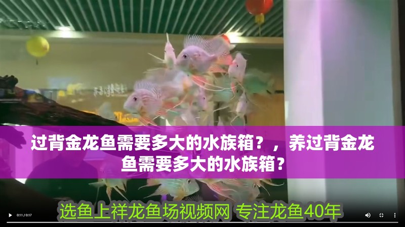 過(guò)背金龍魚(yú)需要多大的水族箱？，養(yǎng)過(guò)背金龍魚(yú)需要多大的水族箱？