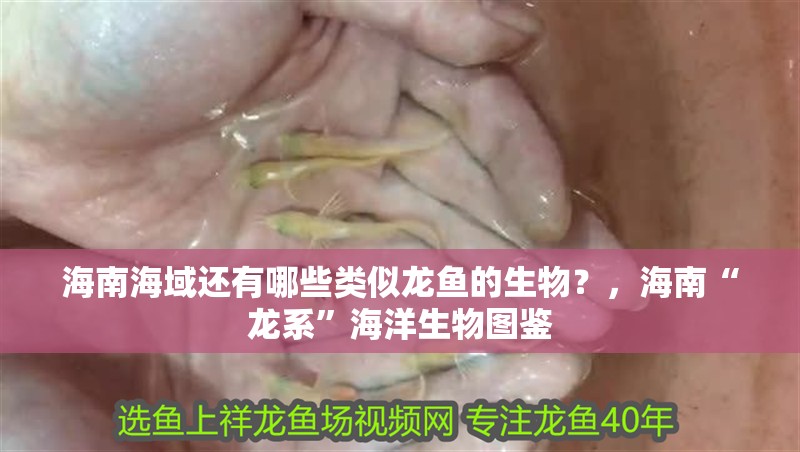 海南海域還有哪些類似龍魚的生物?,海南“龍系”海洋生物圖鑒