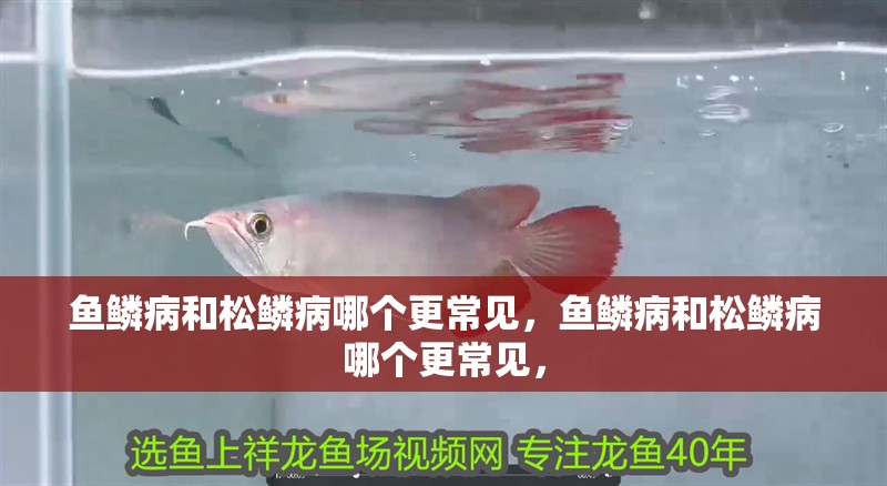 魚鱗病和松鱗病哪個(gè)更常見，魚鱗病和松鱗病哪個(gè)更常見，