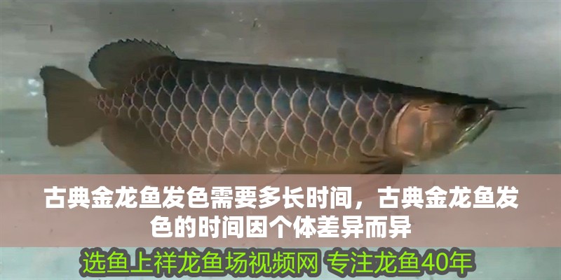 古典金龍魚發色需要多長時間，古典金龍魚發色的時間因個體差異而異