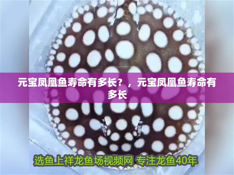 元寶鳳凰魚壽命有多長？，元寶鳳凰魚壽命有多長