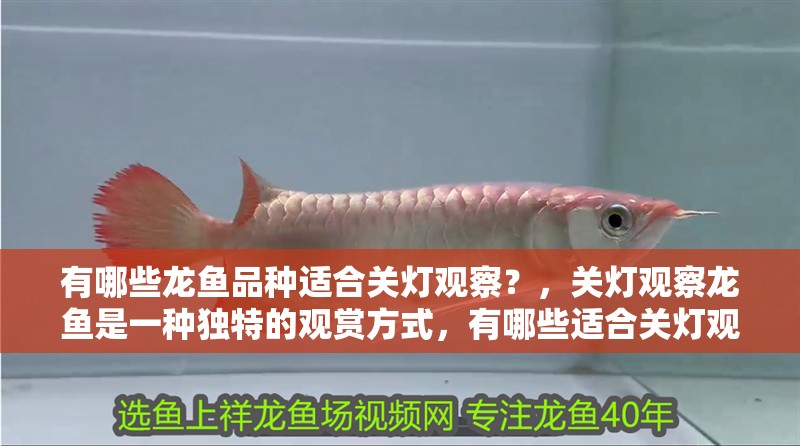 有哪些龍魚品種適合關燈觀察？，關燈觀察龍魚是一種獨特的觀賞方式，有哪些適合關燈觀察的龍魚品種