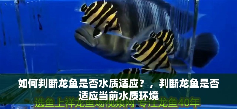 如何判斷龍魚是否水質(zhì)適應(yīng)？，判斷龍魚是否適應(yīng)當(dāng)前水質(zhì)環(huán)境