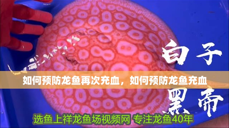 如何預防龍魚再次充血，如何預防龍魚充血