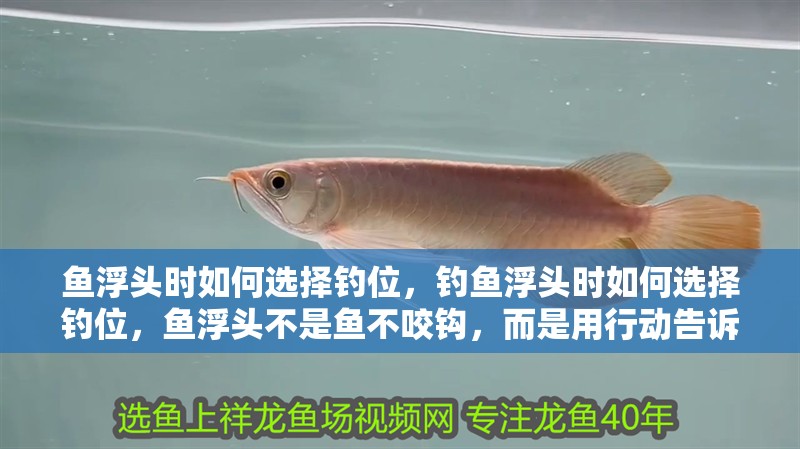 魚浮頭時如何選擇釣位，釣魚浮頭時如何選擇釣位，魚浮頭不是魚不咬鉤，而是用行動告訴你