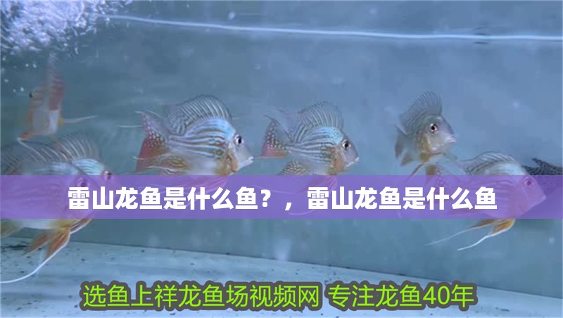 雷山龍魚(yú)是什么魚(yú)？，雷山龍魚(yú)是什么魚(yú)