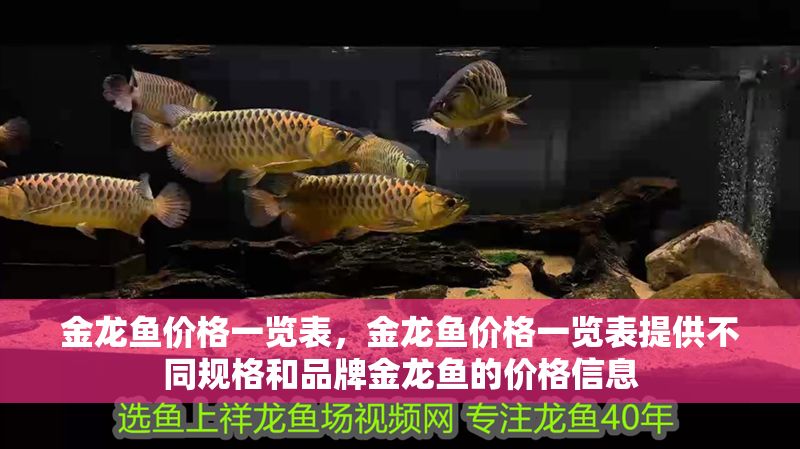金龍魚價格一覽表，金龍魚價格一覽表提供不同規格和品牌金龍魚的價格信息