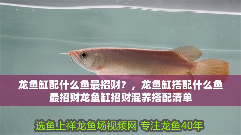 龍魚缸配什么魚最招財？，龍魚缸搭配什么魚最招財龍魚缸招財混養搭配清單