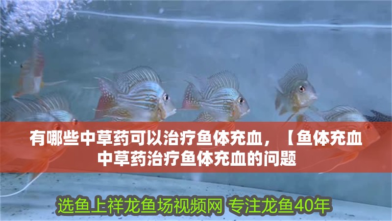 有哪些中草藥可以治療魚體充血,【魚體充血中草藥治療魚體充血的問題
