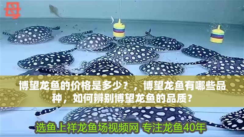 博望龍魚的價(jià)格是多少？，博望龍魚有哪些品種，如何辨別博望龍魚的品質(zhì)？
