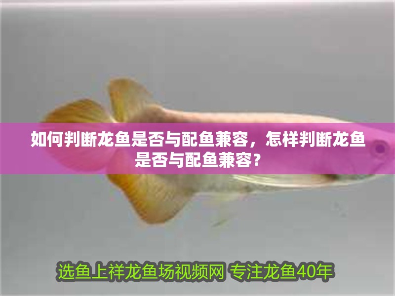 如何判斷龍魚是否與配魚兼容，怎樣判斷龍魚是否與配魚兼容？