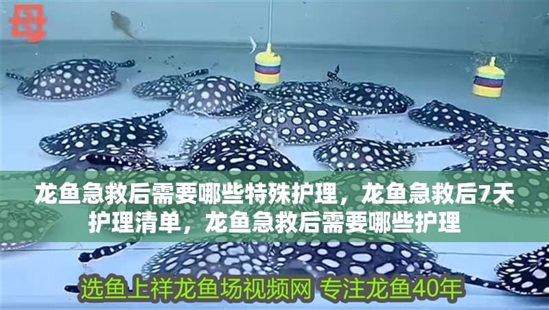 龍魚急救后需要哪些特殊護理，龍魚急救后7天護理清單，龍魚急救后需要哪些護理