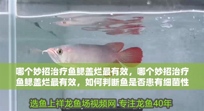 哪個妙招治療魚鰓蓋爛最有效，哪個妙招治療魚鰓蓋爛最有效，如何判斷魚是否患有細菌性爛鰓病