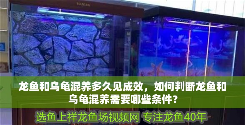 龍魚和烏龜混養多久見成效,如何判斷龍魚和烏龜混養需要哪些條件?