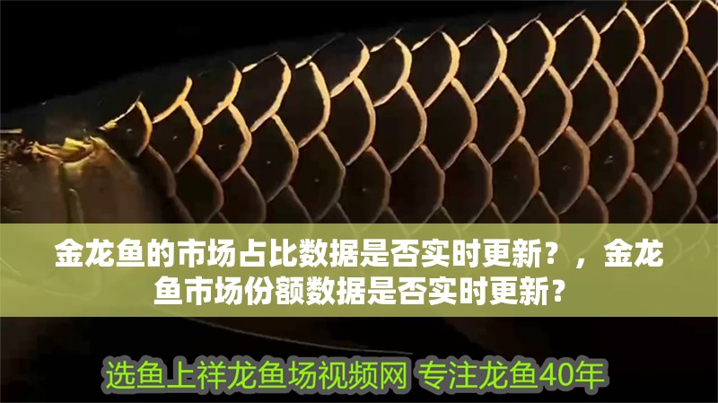 金龍魚的市場占比數據是否實時更新？，金龍魚市場份額數據是否實時更新？