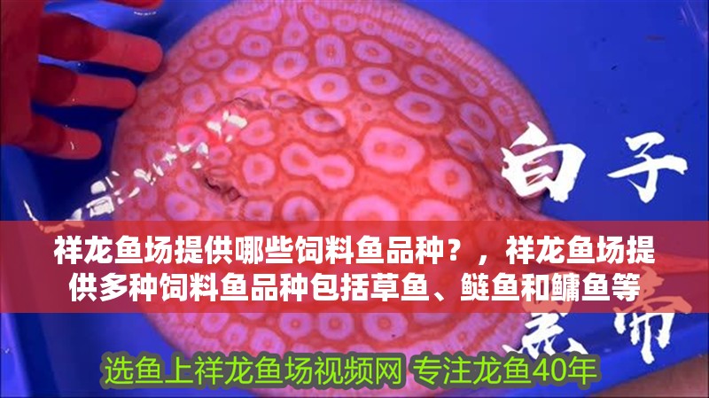 祥龍魚場提供哪些飼料魚品種?,祥龍魚場提供多種飼料魚品種包括草魚、鰱魚和鳙魚等