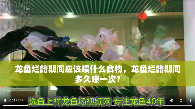 龍魚爛鰭期間應該喂什么食物，龍魚爛鰭期間多久喂一次？