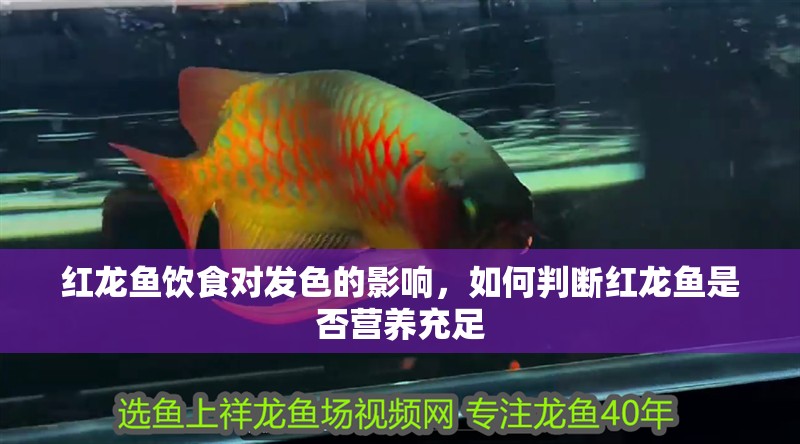 紅龍魚飲食對發色的影響,如何判斷紅龍魚是否營養充足