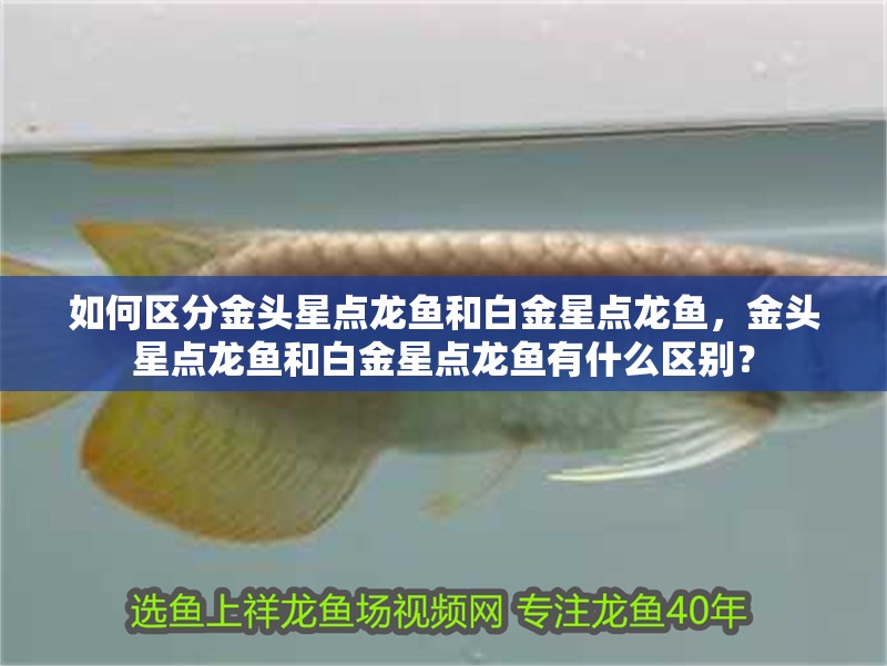 如何區分金頭星點龍魚和白金星點龍魚，金頭星點龍魚和白金星點龍魚有什么區別？