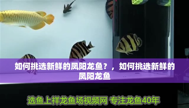 如何挑選新鮮的鳳陽龍魚？，如何挑選新鮮的鳳陽龍魚