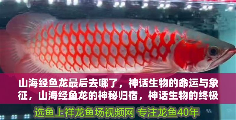 山海經(jīng)魚(yú)龍最后去哪了，神話生物的命運(yùn)與象征，山海經(jīng)魚(yú)龍的神秘歸宿，神話生物的終極命運(yùn)與象征意義 山海經(jīng)魚(yú)龍最后去哪了，神話生物的命運(yùn)與象征，山海經(jīng)魚(yú)龍的神秘歸宿，神話生物的終極命運(yùn)與象征意義 龍魚(yú)百科 第1張