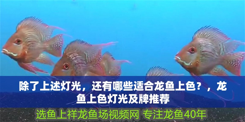 除了上述燈光，還有哪些適合龍魚(yú)上色？，龍魚(yú)上色燈光及牌推薦