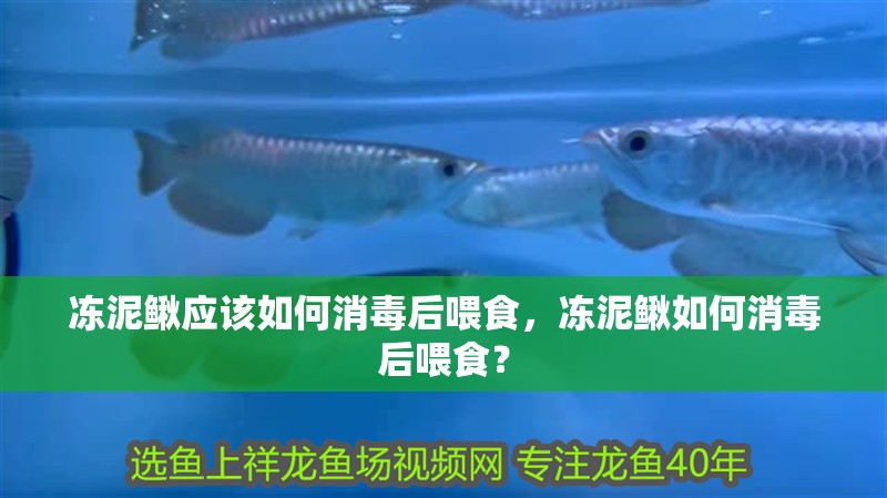 凍泥鰍應該如何消毒后喂食,凍泥鰍如何消毒后喂食?