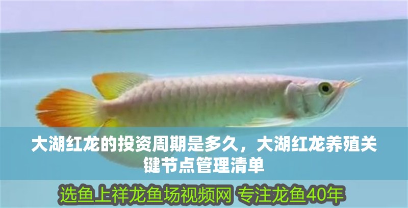大湖紅龍的投資周期是多久，大湖紅龍養(yǎng)殖關鍵節(jié)點管理清單