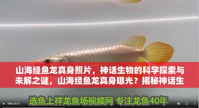 山海經魚龍真身照片，神話生物的科學探索與未解之謎，山海經魚龍真身曝光？揭秘神話生物的科學探索與未解之謎