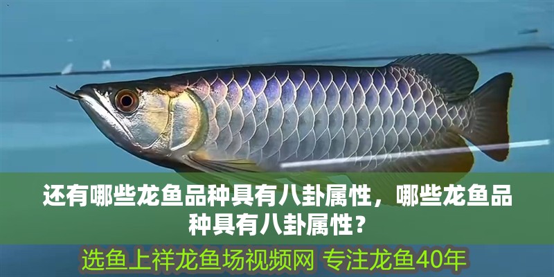 還有哪些龍魚品種具有八卦屬性，哪些龍魚品種具有八卦屬性？