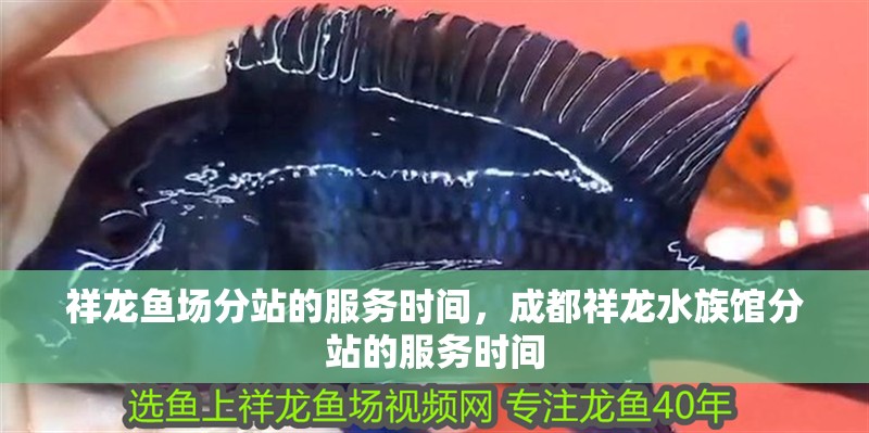 祥龍魚場分站的服務(wù)時(shí)間,成都祥龍水族館分站的服務(wù)時(shí)間