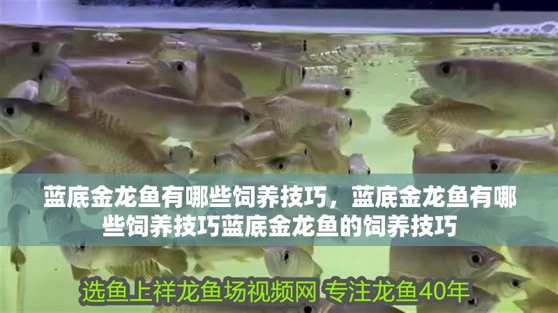 藍(lán)底金龍魚有哪些飼養(yǎng)技巧，藍(lán)底金龍魚有哪些飼養(yǎng)技巧藍(lán)底金龍魚的飼養(yǎng)技巧